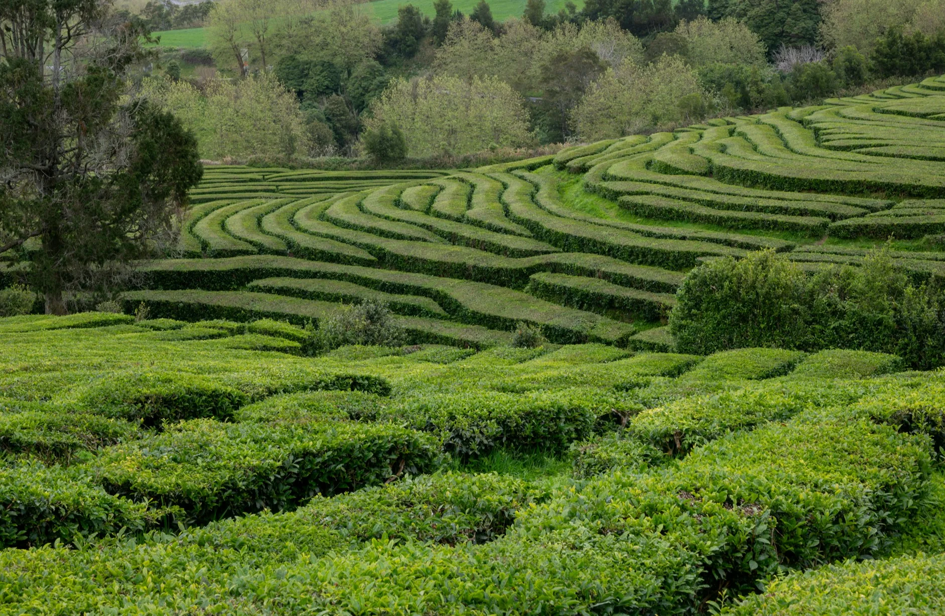 Rondreis Azoren compleet | Thee 